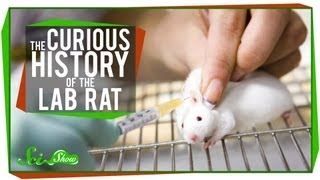 The Curious History of the Lab Rat [upl. by Keraj]