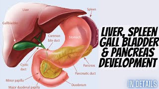 Development of liver Gallbladder spleen amp pancreas in our body [upl. by Assetak]