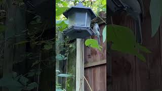 Titmice Nuthatches amp Blackcapped Chicks ornithology birds [upl. by Efron330]