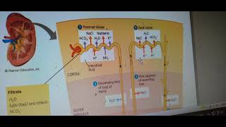 AL biology 355 episode unit5 ultrafiltration selective reabsorption secretion [upl. by Oleta]