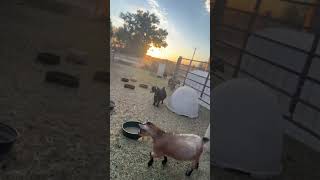 Breakfast time Pygmy Goats [upl. by Lenz]