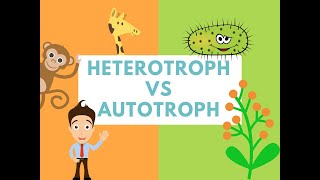 Difference Between Heterotrophs and Autotrophs Difference it [upl. by Ajan]