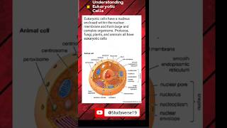 What are Eukaryotic Cells  biology science cell [upl. by Lleznov447]