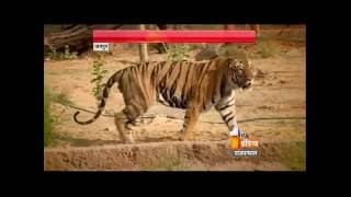 Nahargarh Zoological Park inaugurated by CM Vasundhara Raje  First India News [upl. by Treva]