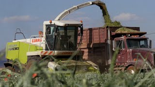 Process of harvesting triticale silage  harvest 2023 [upl. by Mode]