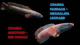 Channa Pardalis vs Channa Aristonei  Battle of the Blue Coldwater Beasts [upl. by Jablon]