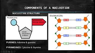 Life Sciences Nucleic Acids Grade 12 [upl. by Hnoj]