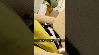 shortvideo funnypetschannel funny petschannel yourcat cat yourpet funnycats [upl. by Hoseia]