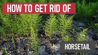 How to Get Rid of Horsetails Weed Management [upl. by Aleafar456]