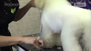 Grooming Guide  Bichon Frisé Pet or Salon Trim  Pro Groomer [upl. by Vachel362]