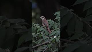 Brown Shrike Lanius cristatus calling her mates for feast brownshrike shrike birds 4k [upl. by Ainola275]