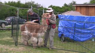 Bracelet for Alpaca Vet WorkBandaging [upl. by Kenweigh983]