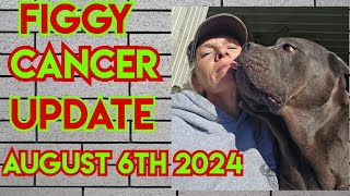 Osteosarcoma Cancer update Cane Corso Sept 6 2024 [upl. by Iznekcam]