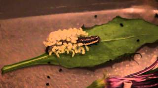 Parasitic wasp larvae emerge from caterpillar [upl. by Mickie]