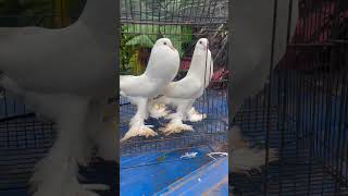 pouter pigeonpouter pigeon malayalamgaditano pouter pigeon pricemalayalampouter pigeon breeding [upl. by Haase]