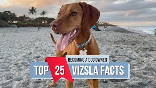 Everything You Need to Know About Vizslas [upl. by Hadias657]