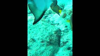 Queen Angelfish on sea bottom angelfish coralreef underwater queenangelfish seabottom [upl. by Aleck998]