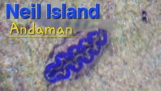 Maxima Clam fauna changes colour when touchedNeil Island Andaman ExplorerentertainerTia1176 [upl. by Jocelin]