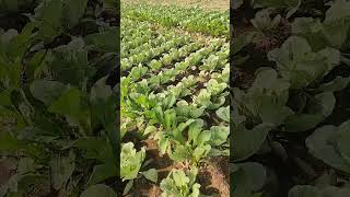 gaaw farming Cauliflower hareramaharekrishna shorts video trending farmerslife foryou [upl. by Yenoh]