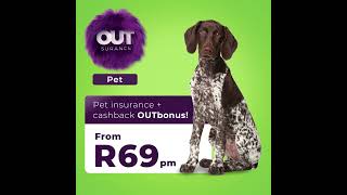 OUTsurance Pet l Weimaraner [upl. by Eon]