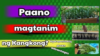 Paano magtanim ng Kangkong Hydrophonically grown [upl. by Llecrep]