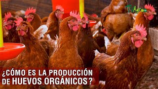 Cómo es la producción de huevos orgánicos  TvAgro por Juan Gonzalo Angel Restrepo [upl. by Sidwel]