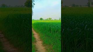 farmer farming facts status viralvideo shorts [upl. by Carmela]