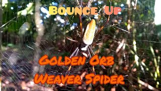 Golden Orb Weaver Spider Trichonephila clavipes trinidadandtobago wildlife animals spiders [upl. by Lief875]