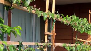 Advantages to Growing Espaliered Fruit Trees [upl. by Allehcim823]