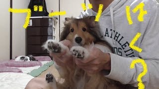 【可愛いシェルティ】犬用のブーツについてCute SheltieAbout boots for dogs [upl. by Ebenezer]