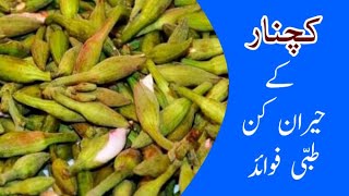 Benefits of kachnar in urdu  Kachnar ke Fayde  Fawaid  bauhinia variegata  کچنارکے فوائد [upl. by Salta687]