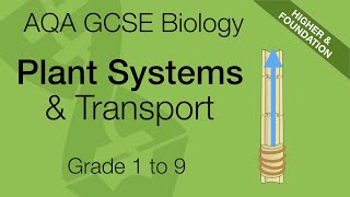 AS Biology  Transport systems in plants OCR A Chapter 91 [upl. by Yla]