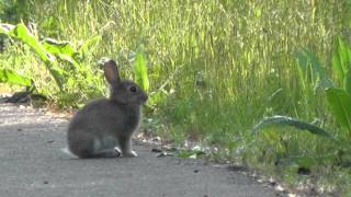 Junge Wildkaninchen Bodenheim [upl. by Oniram292]