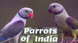 Parrots of India  12 Beautiful Species of Parakeets Found in India  indian parrot species [upl. by Neelasor]