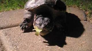 Snapping Turtle Leaping [upl. by Ellebanna]