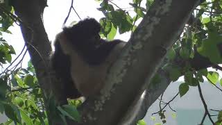 Harmony in the Treetops YellowCheeked Gibbon Mother and Son Play [upl. by Jammal654]