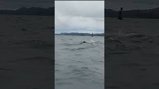 AVISTAMIENTO DE BALLENAS EN BUENAVENTURA turismo turismocolombiano BALLENASENBUENAVENTURA [upl. by Jorry]