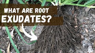 What Are Root Exudates  Regenerative Agriculture [upl. by Nref]