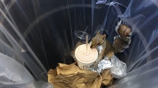 Milkshake Squirrel Steals Shake Shack from NYC Garbage [upl. by Abercromby]