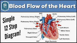 How the heart works l 3D Tour of the heart [upl. by Brander64]