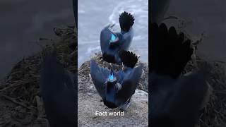 Victorias rifle bird 😲reels knowledge viralvideo facts trending bird birds viralshort [upl. by Ycam]