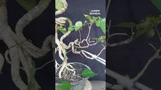 bahanan bonsai waru wayang split trunk dan ekspose root kelas kelinci percobaan bonsai bonsaimini [upl. by Nirda]