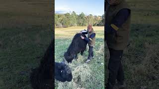 My Belted Galloway bull Tex beltedgalloway smallfarmlife [upl. by Kotto]