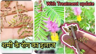 Shami plant leaf curl Treatment  शमी के रोग को कैसे ठीक करे  Treatment with with full Update [upl. by Hsuk]