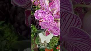 Orchid floral arrangements flowers trending shorts tiktok [upl. by Suirad277]