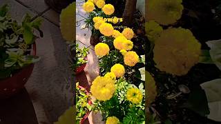 Beautiful Yellow 💛 Marigold flower bed 💛 gardenblooms flowers nature [upl. by Nolrac]