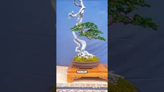 Bonsai Drifting Deadwood [upl. by Tempa234]