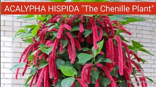 How to Grow and Care Acalypha HispidaChenille Plant  Propagation of Acalypha Hispida Plant [upl. by Ekud]