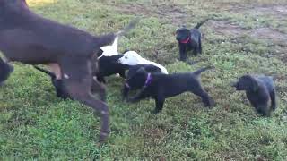 Black Labrador Retriever Puppies For Sale [upl. by Ajiram]