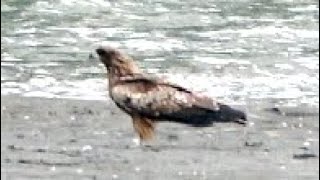 20231223  台北大縱走第八段  黑鳶Milvus migrans 與遊隼在沙灘上 [upl. by Linden]